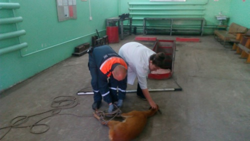 В Биробиджане дикая коза с ранами сама добралась в поликлинику