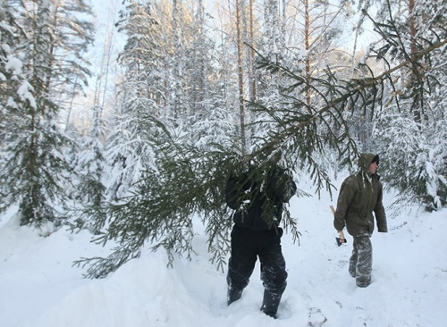 За срубленную в лесу елку грозит штраф в 12 тысяч рублей