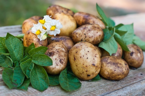 Почему прорастает молодой картофель