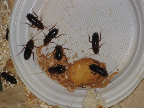 В Сыктывкаре в популярной столовой вольготно жили тараканы