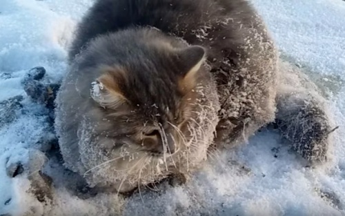 В Челябинске спасли кота, вмерзшего в лед