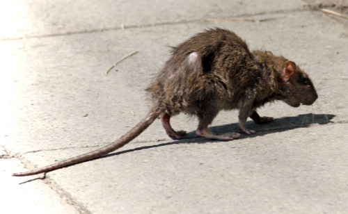 В Мурманске на ребенка напала крыса