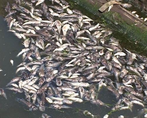 Река Исеть выброшенная рыба. Рыба Майкоп цена. Рыбка майкоп