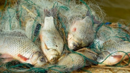 Жителей Новгородчины осудили за 27 кг рыбы