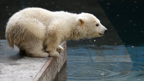 Россия – главный поставщик белых медведей в зоопарки мира