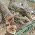 Пилите, мэр, пилите. В Ставрополе местные жители попросили избавить их двор от опасных деревьев