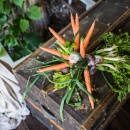 Сеем морковь «букетами»