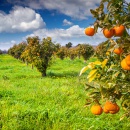 Как правильно сажать плодовые деревья?