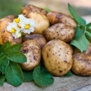 Почему прорастает молодой картофель