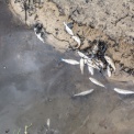 Вода живая и мертвая. Ирбитский водоканал уличили в сбросе неочищенных стоков в реку Ница