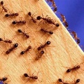 Новосибирскую многоэтажку заполонили муравьи