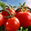 Три способа повысить урожайность помидоров