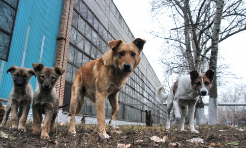 В Воркуте волонтеры спасают собак от эвтаназии