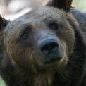 В Камчатском крае медведь забрел на центральный рынок и разогнал местных жителей