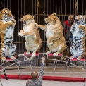 Во Владивостоке располневшие львицы вышли на арену отреставрированного цирка