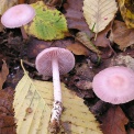 Посетители дискотеки в подмосковном лесу баловались галлюциногенными грибами