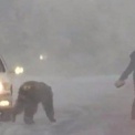 Видео: в Якутии медведь разгуливал по трассе между автомобилями
