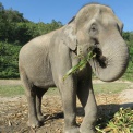 Зоопарк в Калининграде предложил дачникам фекалии слона