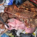 В Воронежской области мать выбросила новорожденного ребенка в мусорный контейнер