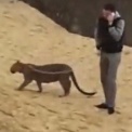 В Нижнем Новгороде разыскивают хозяина леопарда, который выгуливал его на детской площадке