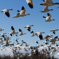 Стая птиц атаковала пассажирский самолет в Шереметьево 