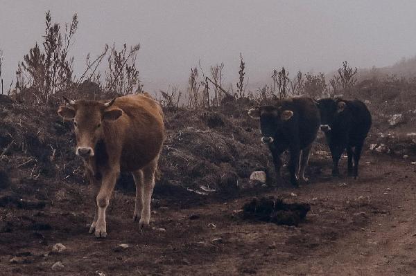 Руки опускаются: программа поддержки личных подсобных хозяйств превратилась в издевательство над кубанцами Руки опускаются: программа поддержки личных подсобных хозяйств превратилась в издевательство над кубанцами