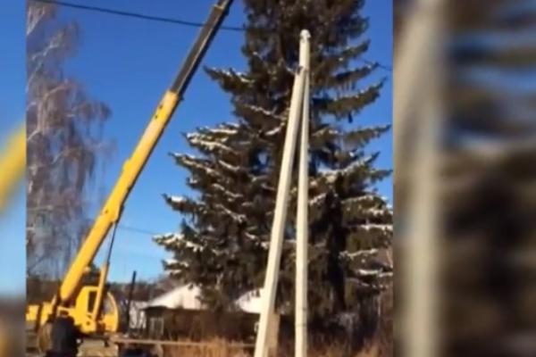 В Челябинской области глава администрации без разрешения спилил ель на участке односельчанки В Челябинской области глава администрации без разрешения спилил ель на участке односельчанки