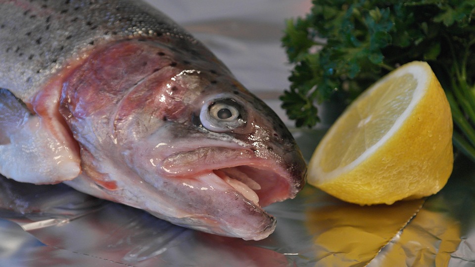 salmon-trout-540936_960_720.jpg